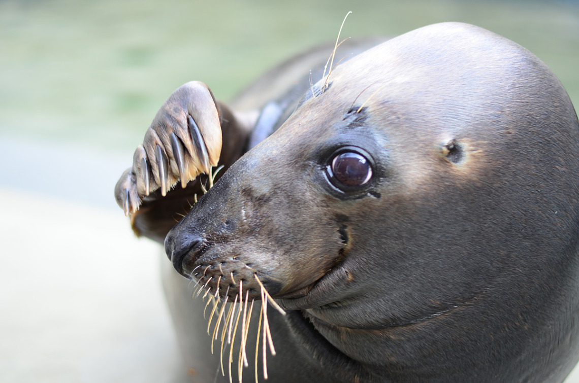 Dive 🌊 into an aquatic animal adventure with @NationalZoo on Wednesday, October 11 at 2 p.m. ET. Get an up-close look at the adaptations of two aquatic mammals. Best suited for K-5. Learn more and register: s.si.edu/3ZGHzUz. #STEM #NGSS #ASL