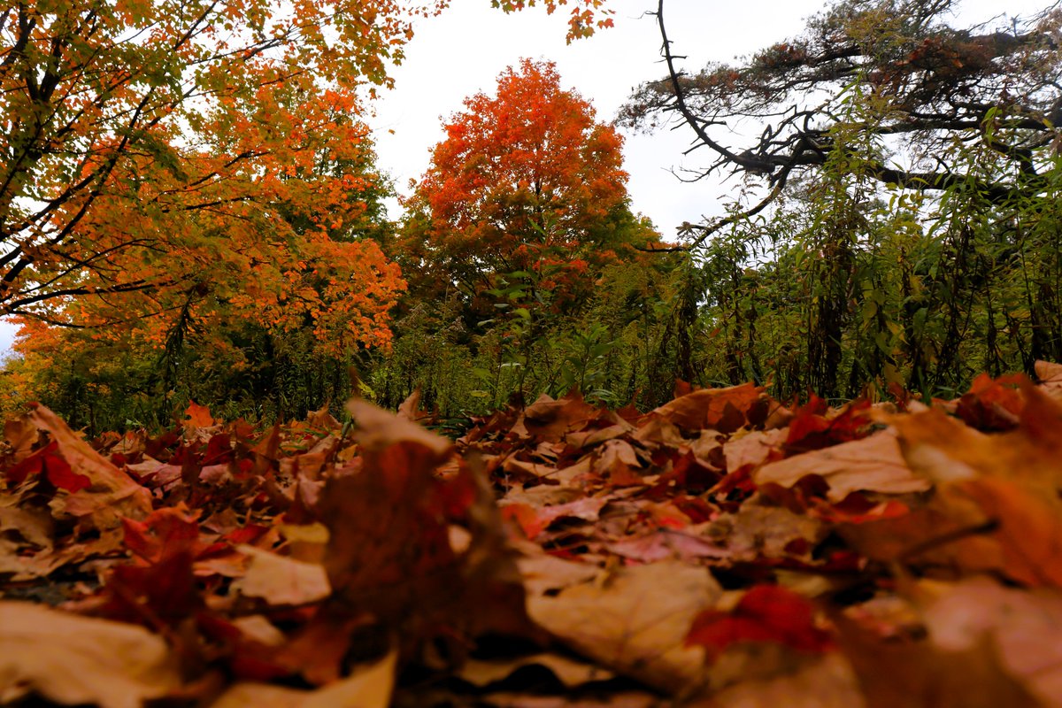 HighParkNC's tweet photo. Fall in High Park is sight to behold! 🍂🍁🍂 #HighPark #Fall #Nature https://t.co/sflOSMT5ED