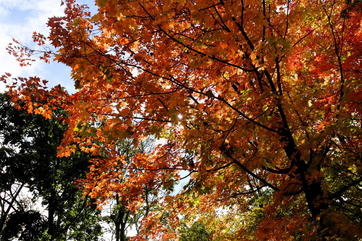 HighParkNC's tweet photo. Fall in High Park is sight to behold! 🍂🍁🍂 #HighPark #Fall #Nature https://t.co/sflOSMT5ED