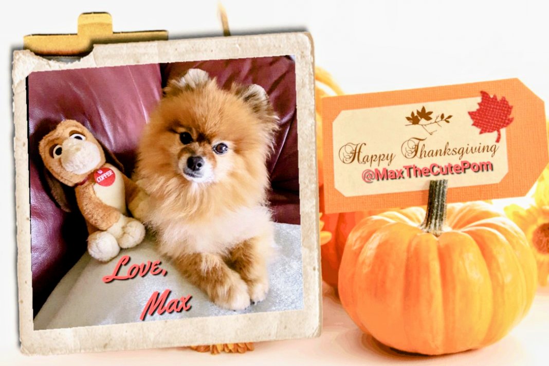 MaxTheCutePom's tweet photo. #HappyThanksgiving π
To all our #TwitterFriends far and wide all over the worldπ πIt may not be your #Thanksgiving but on #CanadianThanksgiving
#AngelMax & I are most #Thankful for your #Friendship πHugs ππ€π¨π¦ #TheRuffriderz @theruffriderz #CloudRiderz
@CloudRiderz https://t.co/nlsZIsbZ4L