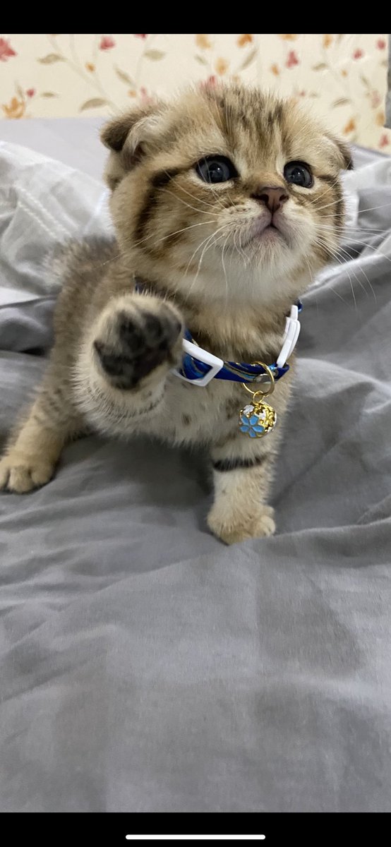 <a href="/JeddahCats/">قطط جدة</a> سكوتش فولد ذكر الاب مسجل الام اهالي مسجله متعود على الاكل و الليتر بوكس بجده للتواصل ٠٥٦٦٦٧٨٢٨٣