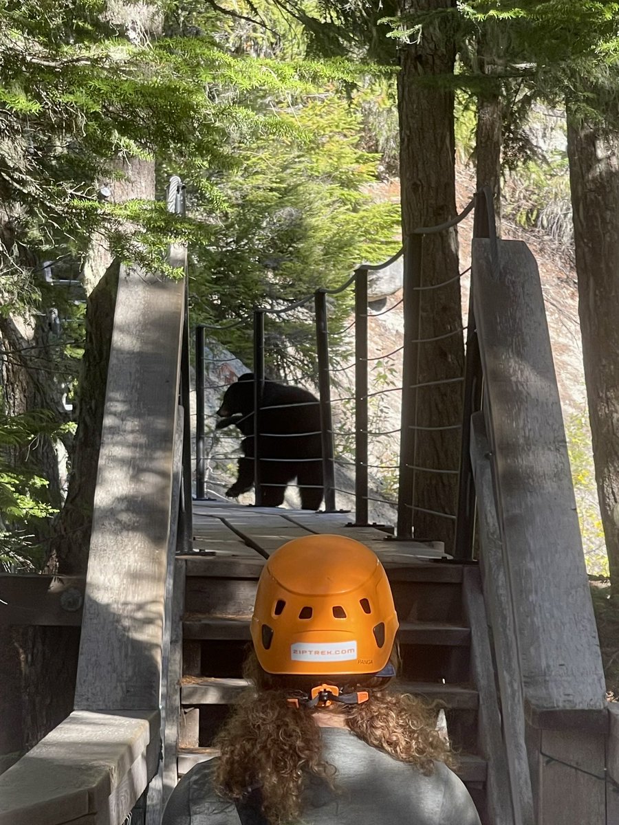 RyanVoutilainen's tweet photo. #ZipTrek status update:
Apparently Humphrey the #BlackBear wanted to join in the @Ziptrek fun! Sadly he was over the maximum weight allowance! 😆
A good reminder we are in #bear country and to be #BearAware! 🐻
#Wildlife #WestCoast #Whistler #BC #RMOW https://t.co/8drIcuwGyy