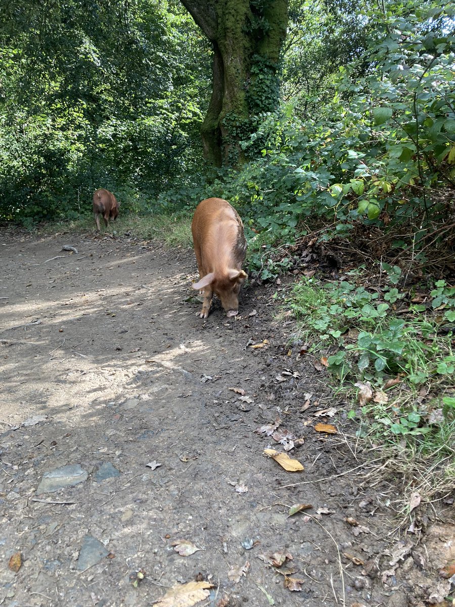 BlaiseCottage's tweet photo. A beautiful weekend - walk around Lost Gardens of Heligan where we saw some runaway pigs 🐖- safely returned to their pen and a dip in the sea @Duporth Bay this morning - both locations just a 15 min drive from @BlaiseCottage DM me for special prices for this month 👏😊🍂🌞 https://t.co/RNXhmB2jmt