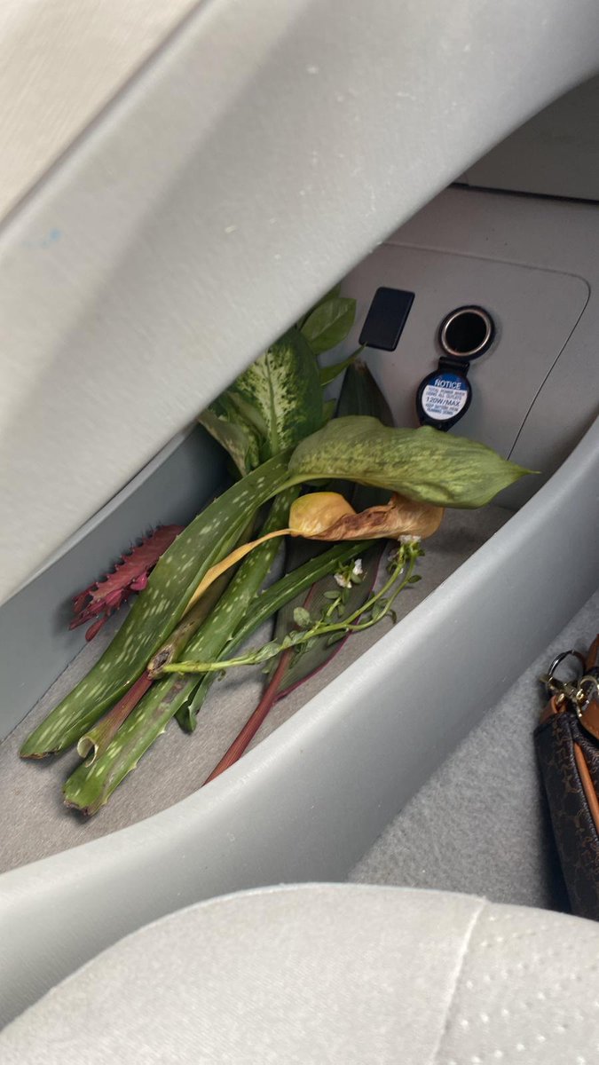 Lillies_Requiem's tweet image. My #sister was nervous leaving Walmart, said I was stealing. If it's broken and on the floor, it's not stealing, it's rescuing! And I'm sticking to that! Time to #propagate. Woot!  🪴🌿🌱🥰
#plants #gardening #GardenersWorld