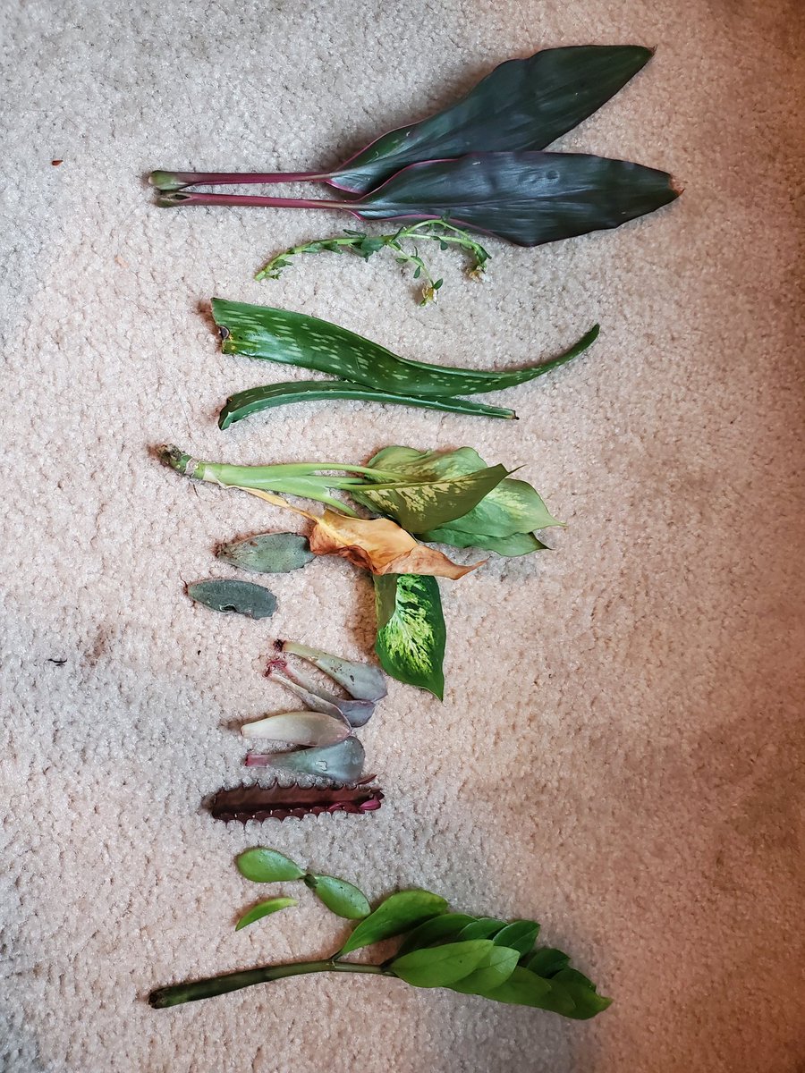 Lillies_Requiem's tweet image. My #sister was nervous leaving Walmart, said I was stealing. If it's broken and on the floor, it's not stealing, it's rescuing! And I'm sticking to that! Time to #propagate. Woot!  🪴🌿🌱🥰
#plants #gardening #GardenersWorld