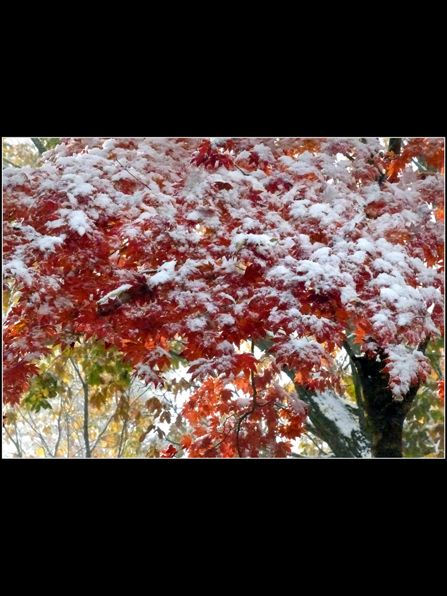 「雪もみじ 」2017年10月18日頃　栃木県奥日光湯元にて📷　高原山岳はひと雨毎に秋深まり、やがて雪が紅葉を追い越してゆくシーンとなる。昨日までは東京もまだ30℃に届こうかだったのに、一夜明けて高原の標高が高いところでは AutumnRED🍁が WinterWHITE❄️ の引き立て役ヽ(*ﾟ∀ﾟ*)ﾉ　数年に一度。