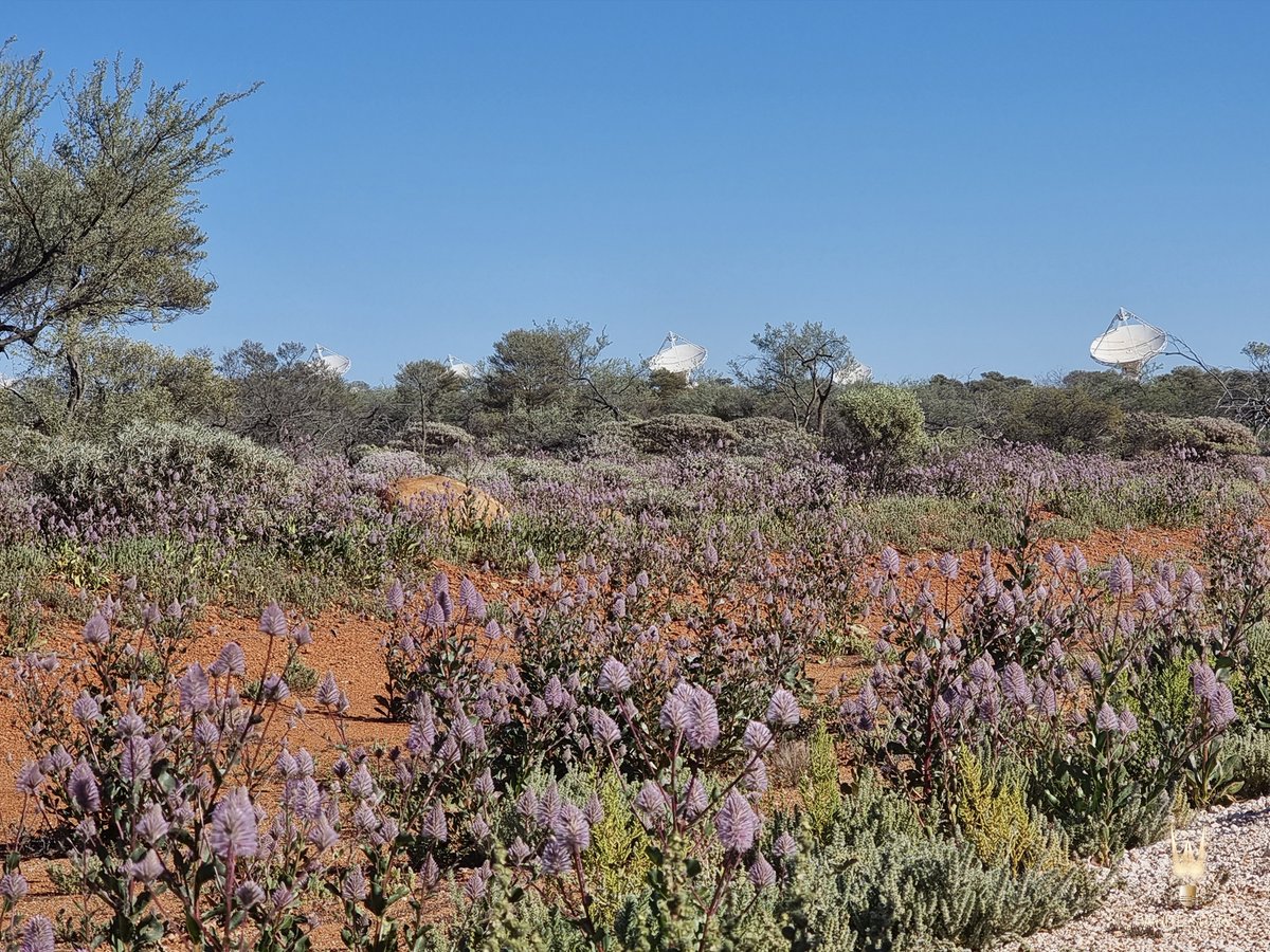 Ancient landscape hosting modern technology 🔭✨ Amongst the red dirt and wildflowers on Wajarri Country 🌸 the radio telescopes can always be spotted around the Observatory. Don't miss Beyond the Milky Way at @wamuseum in Kalgoorlie until 5th Nov! 🎟️ ow.ly/btyV50PPvQK