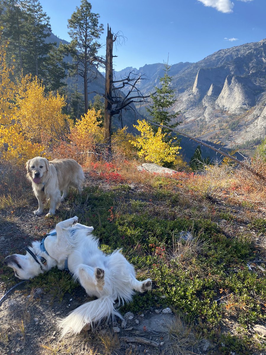 Searching for gold to hedge inflation. Retrievers aren’t as good at it as advertised.