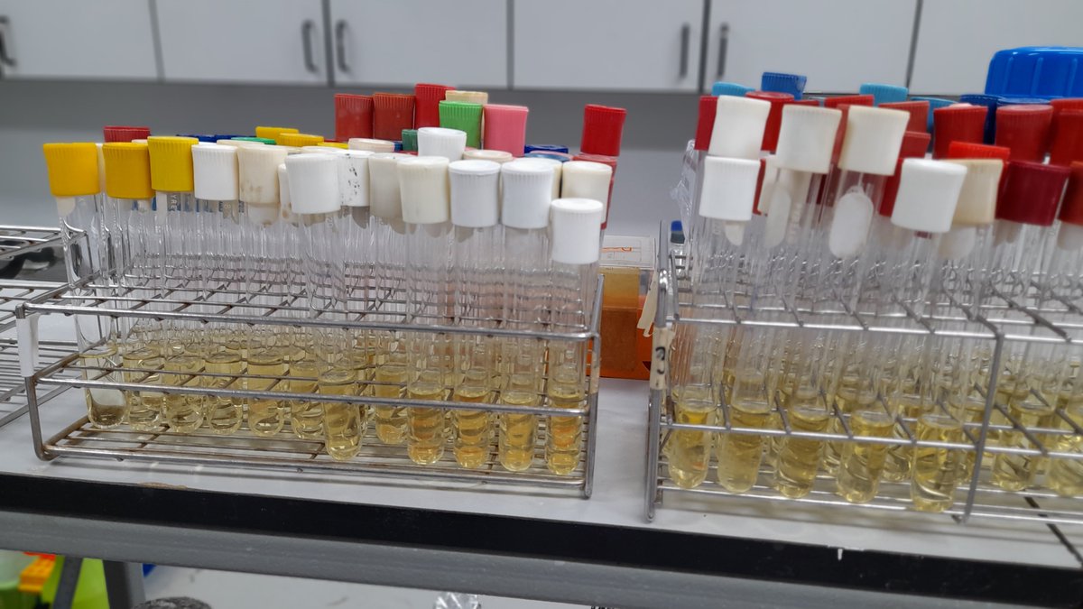 Phage_UniFAHS's tweet photo. #Waste water from #Poultry #processing plants may serve as #reservoir of #multiresistant #bacteria. Treatment with #bacteriophages will help reduce the spread of resistant bacteria and contrinute to fight #AMR #OneHealth #Phages
https://t.co/YWVuzAV8VK https://t.co/4bIxIF2VmZ