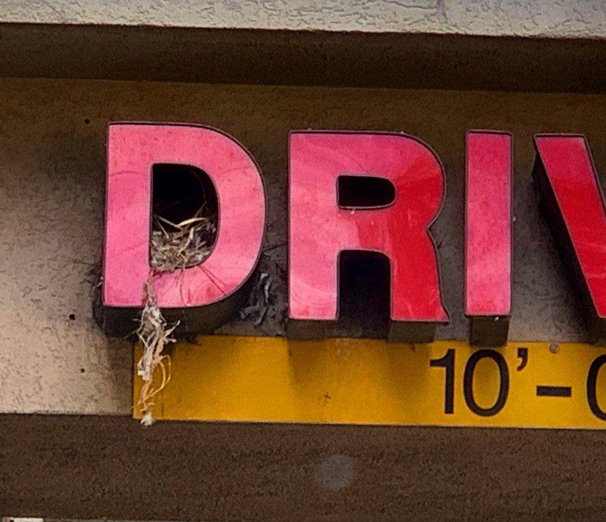 talltalestogo's tweet photo. Drive Thru
Home was the Drive Thru, /
nesting ten feet off the ground, /
until autumn came.
.
.
#home #drive_thru #nest #autumn #photo #poem #poetry #haiku #knoxville #davidebooker #october #sunday #100823 #2023 https://t.co/Q9rTONf73p