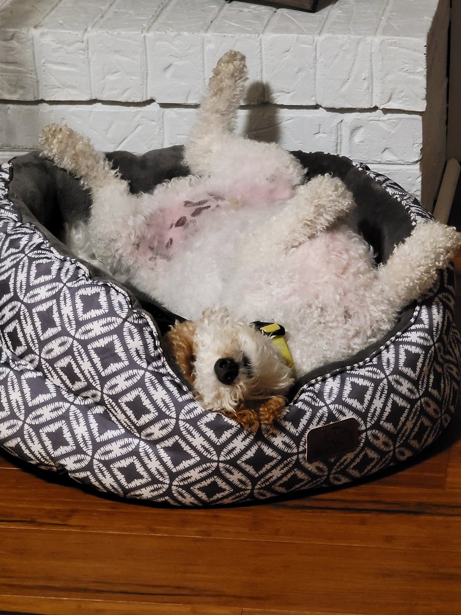 MurphyKamikawa's tweet photo. Man, life is good. But everything is upside down. #MurphyTruth https://t.co/OljvgnH0op