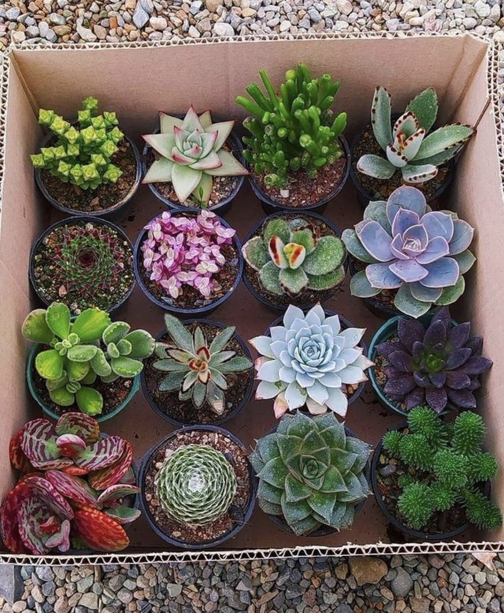 A box of succulents. A perfect gift 🌿