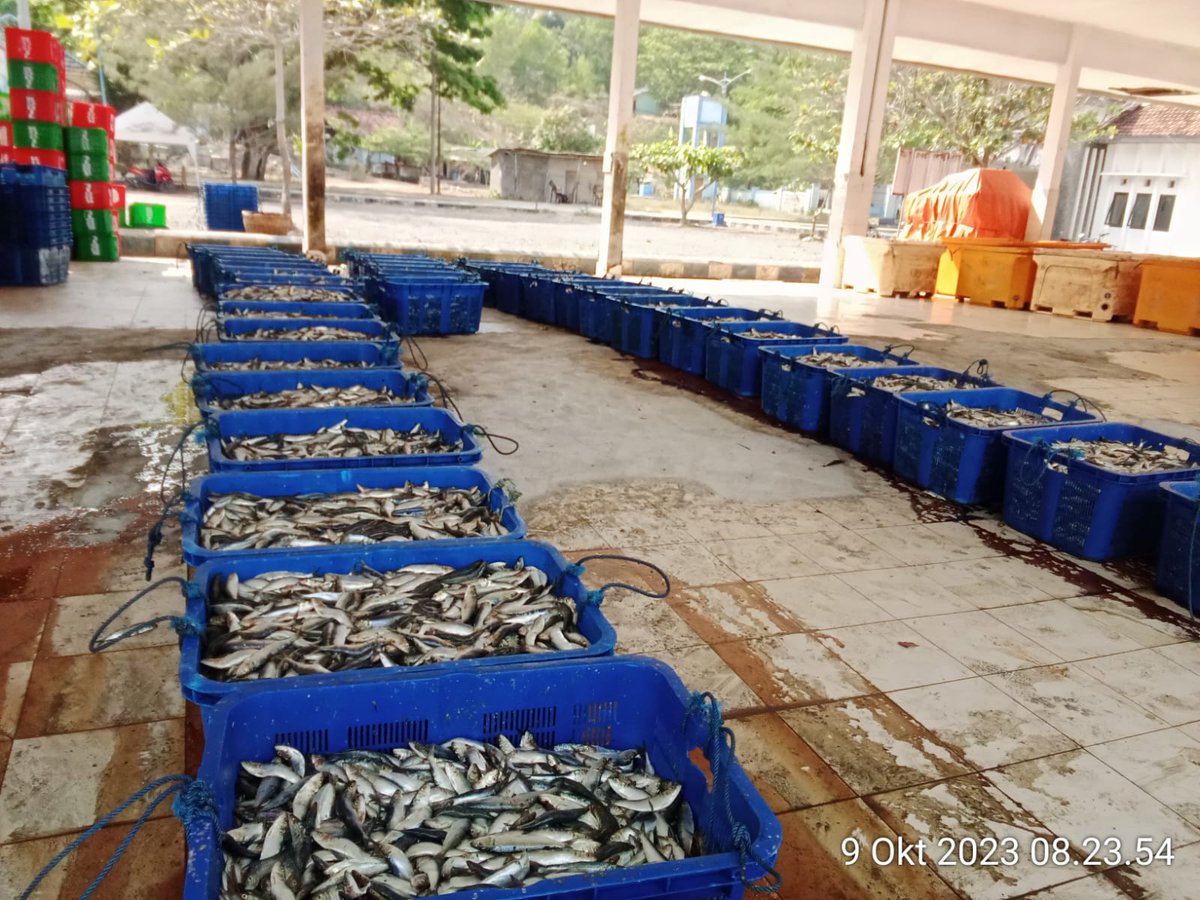 Mtweet1284's tweet photo. Senin, 9/10/2023, M. Azis, luhkan Kab. Tulungagung melaporkan hasil tangkapan KM. Kodil, jenis ikan layang, jumlah 2345 kg, harga 7000/ Kg
#luhlapor 
#GiatLuhkanSatminkalBWI 
@bppsdm_bp3bwi 
@bppsdm_kp 
@djpt_kkp https://t.co/sjWfZQVZcw