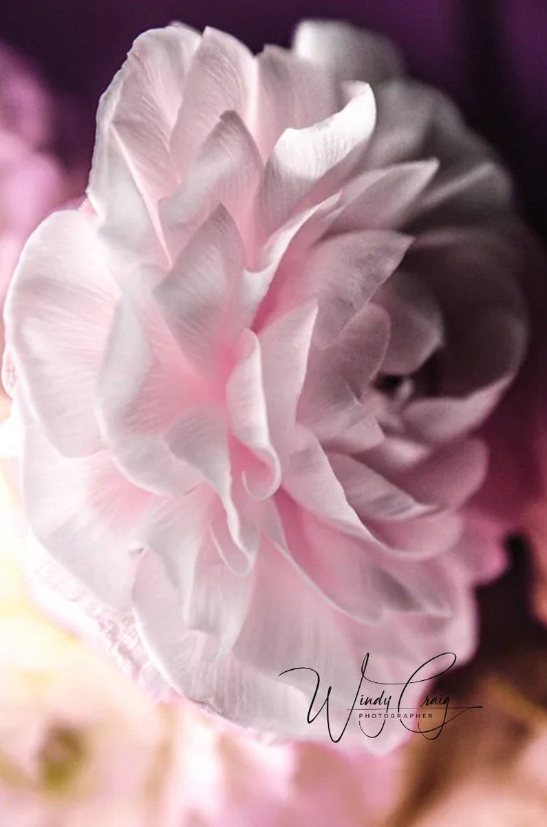 Soft pink ranunculus, petals unfurling, delicate ripples, sunlit veins, a gentle bloom, whispers of grace in nature's tender artistry.

wcraigphotography.com/product-page/p…

#Flowers #macro #nature #botanical #AYearForArt #buyintoart #artmatters #Art #photography #photo #StillLife