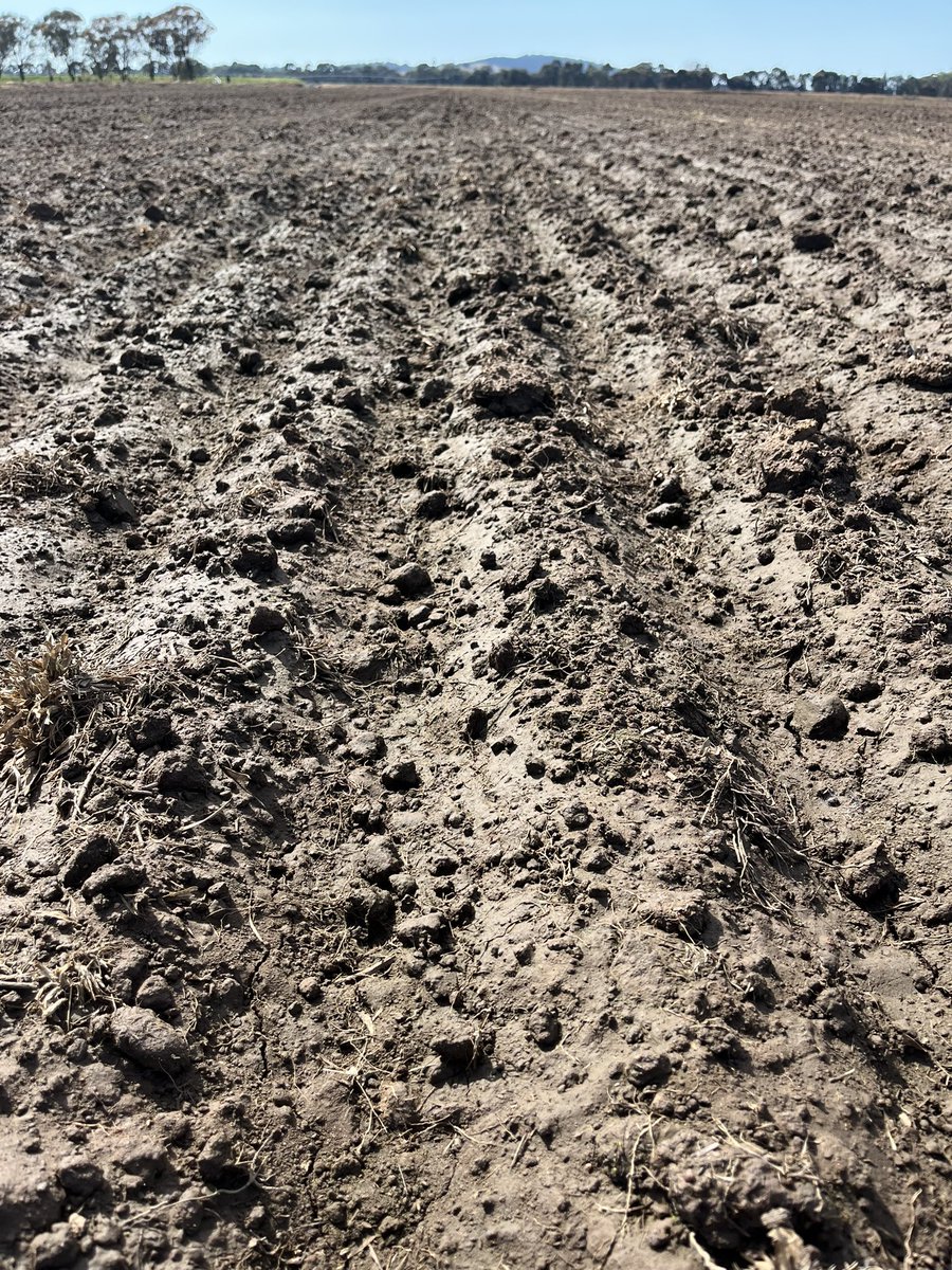 Miranda Rose tweet media