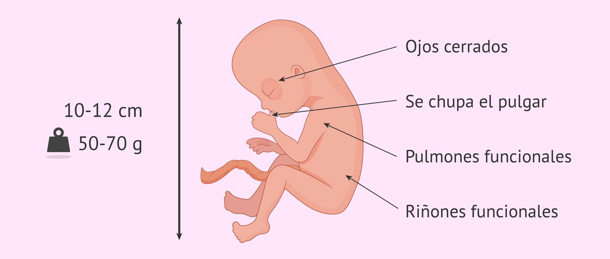 Estoy cansada de todo del trabajo de mi misma, ya hice 4 meses de embarazo el 8 de octubre y ya noto que se mueve en mi tripa pero poco a poco, mañana me hacen la ecografía y sabré si eres niña o niño sea lo que seas te querré siempre mi amor, no quiero dramas quiero ser feliz❤️