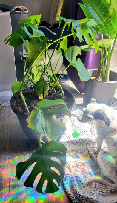 My Monstera plant needed to be re-potted so I ran to homedepot with 30 min before they closed with intention