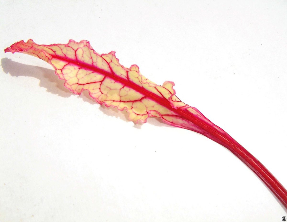 ikemorifarm's tweet photo. RED BEET LEAF / レッドビートリーフ200908

#redbeetleaf #beet #vegeparts #foodcordinate #foodstyling #frenchcuisine #hokkaido #tokachi #ikemorifarm
#レッドビートリーフ #北海道 #十勝 #農家 #池守ファーム
#フレンチ #フードコーディネート #フードスタイリング https://t.co/uebReAfGOo