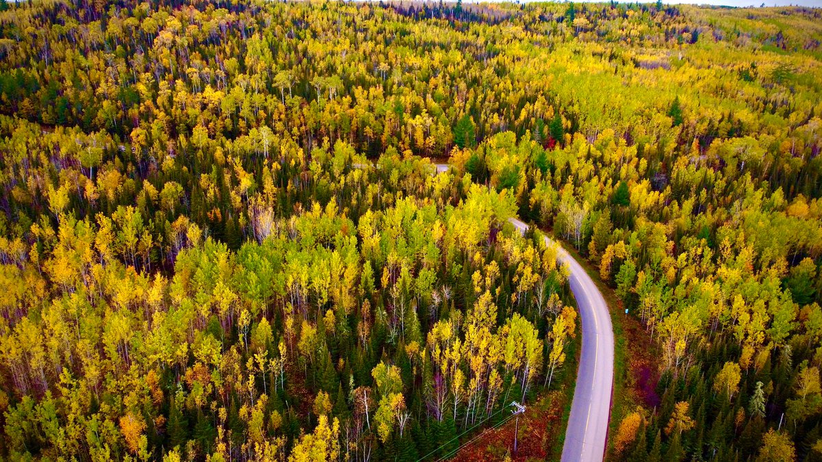 JoeMillerPhoto's tweet photo. Gunflint Trail, this morning. #fall #autumn #bwca https://t.co/yyJPTgppei