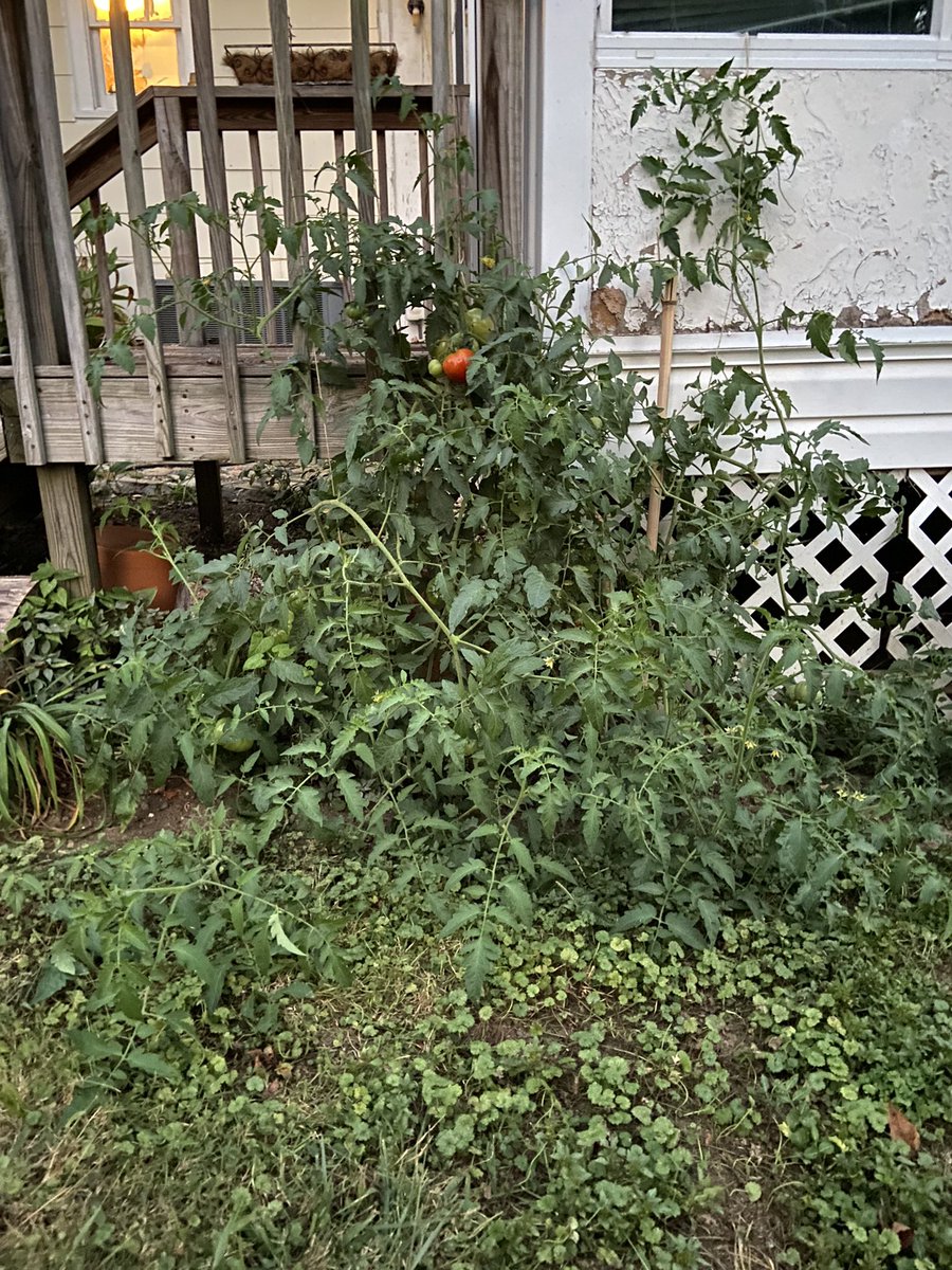 the tomato plant that I thought died last year said “bet”
