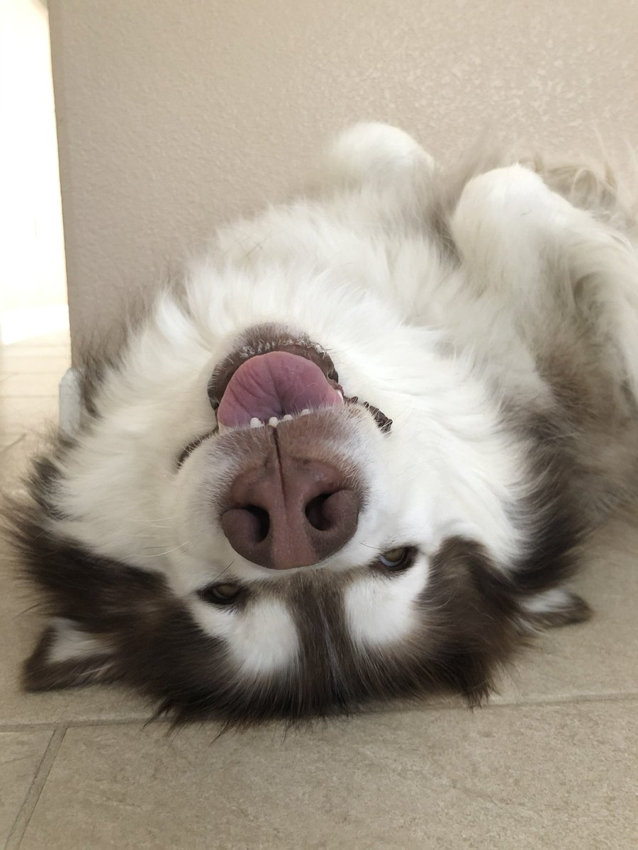 lyfewithmaddy's tweet photo. When I say I got that dawg in me this is what I mean https://t.co/imXI3C4nph