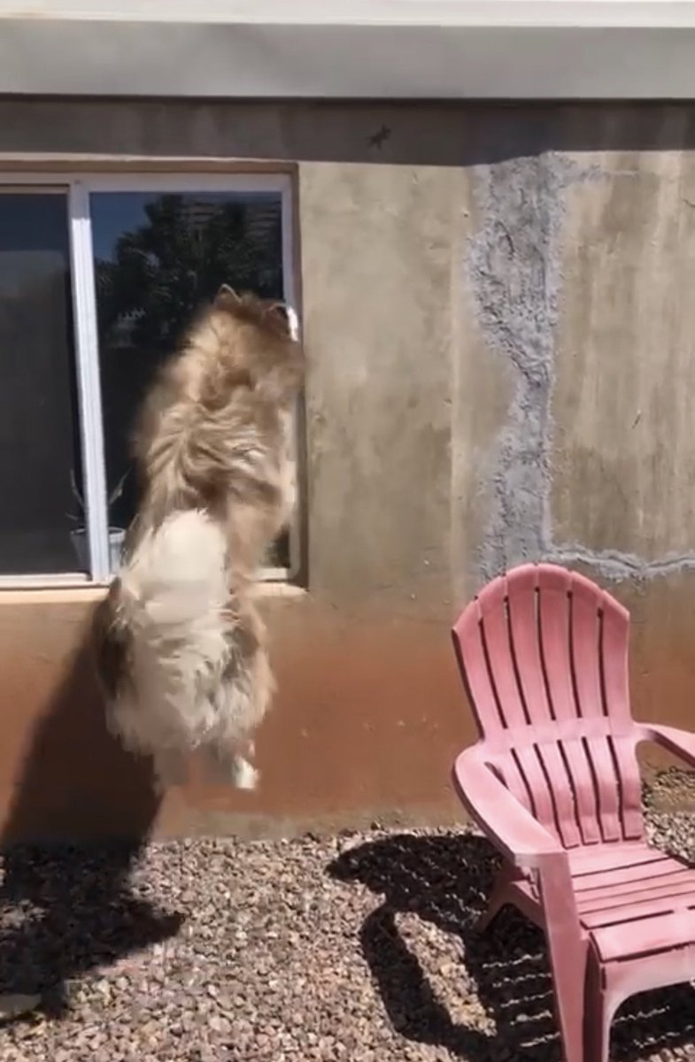 lyfewithmaddy's tweet photo. When I say I got that dawg in me this is what I mean https://t.co/imXI3C4nph