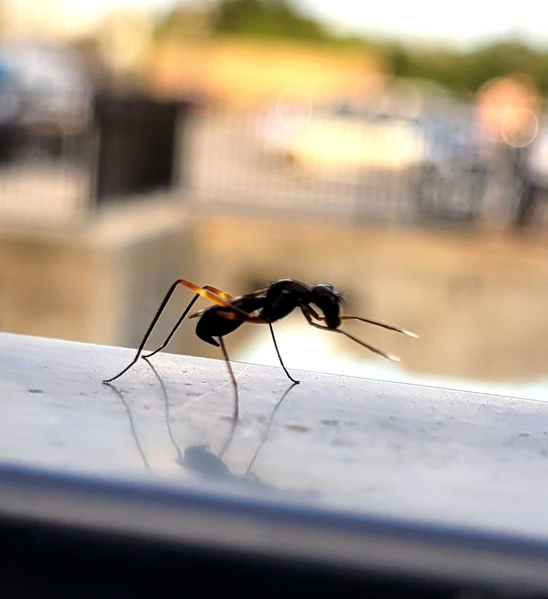 seejaytee63's tweet photo. I'm thinking this is a stilt-legged fly (Micropezidae) unless someone else has a better idea. @TheBugChicks https://t.co/TY23eqoYLE