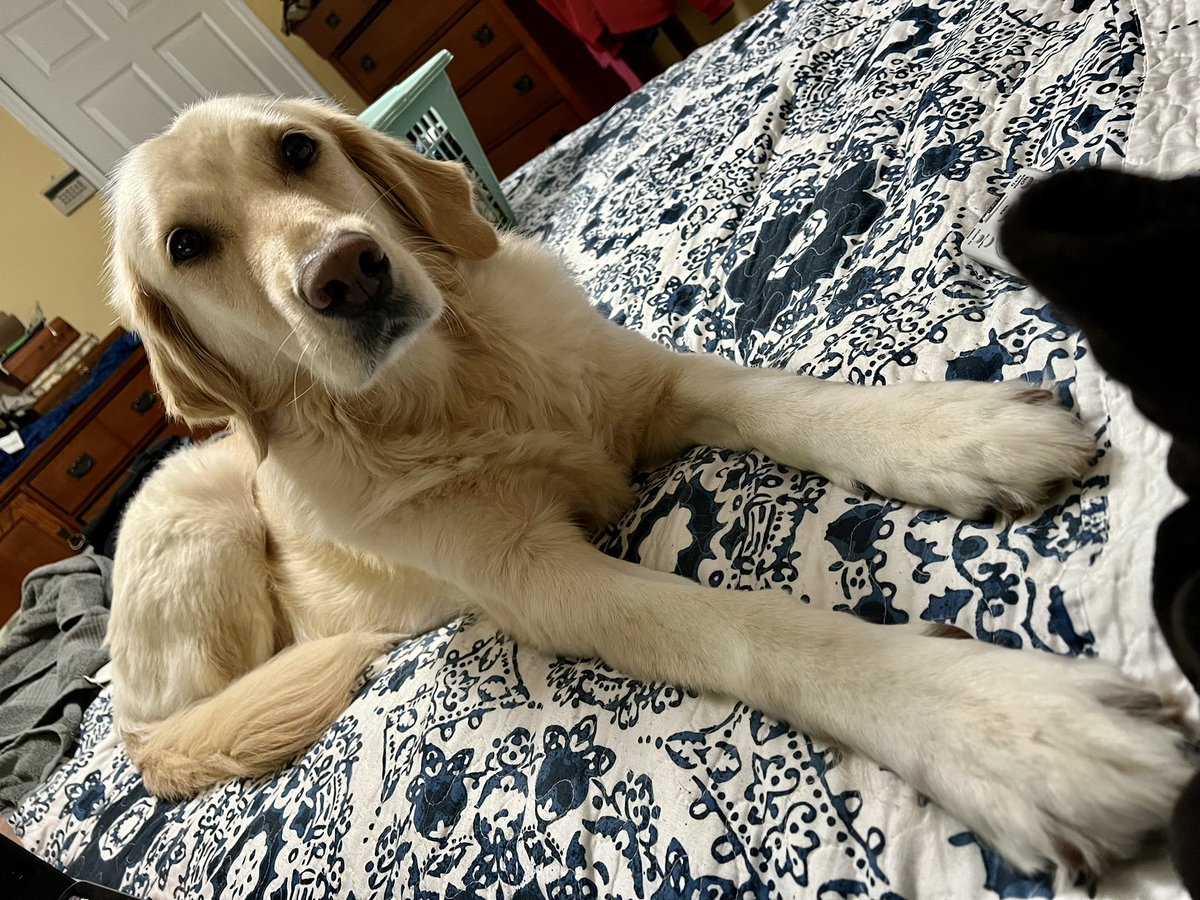 Ssshhhh. My aunt doesn’t know that when I’m home, my Dad doesn’t let me on the bed. #houseguest #dadsaway #donttelldad #dogsitter #guilty #rescuedog #GoldenRetrievers #spoiled