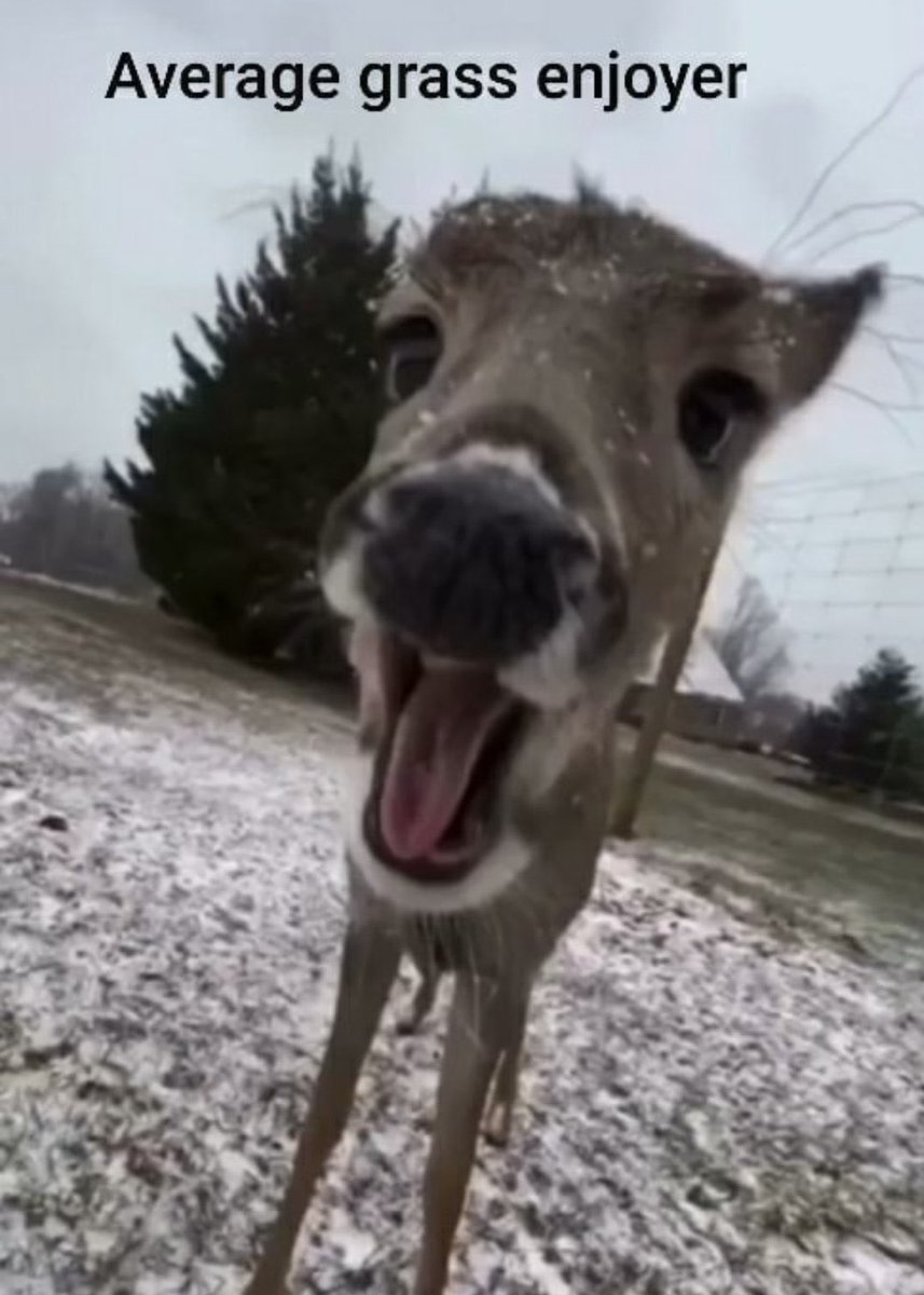 Content from torchick