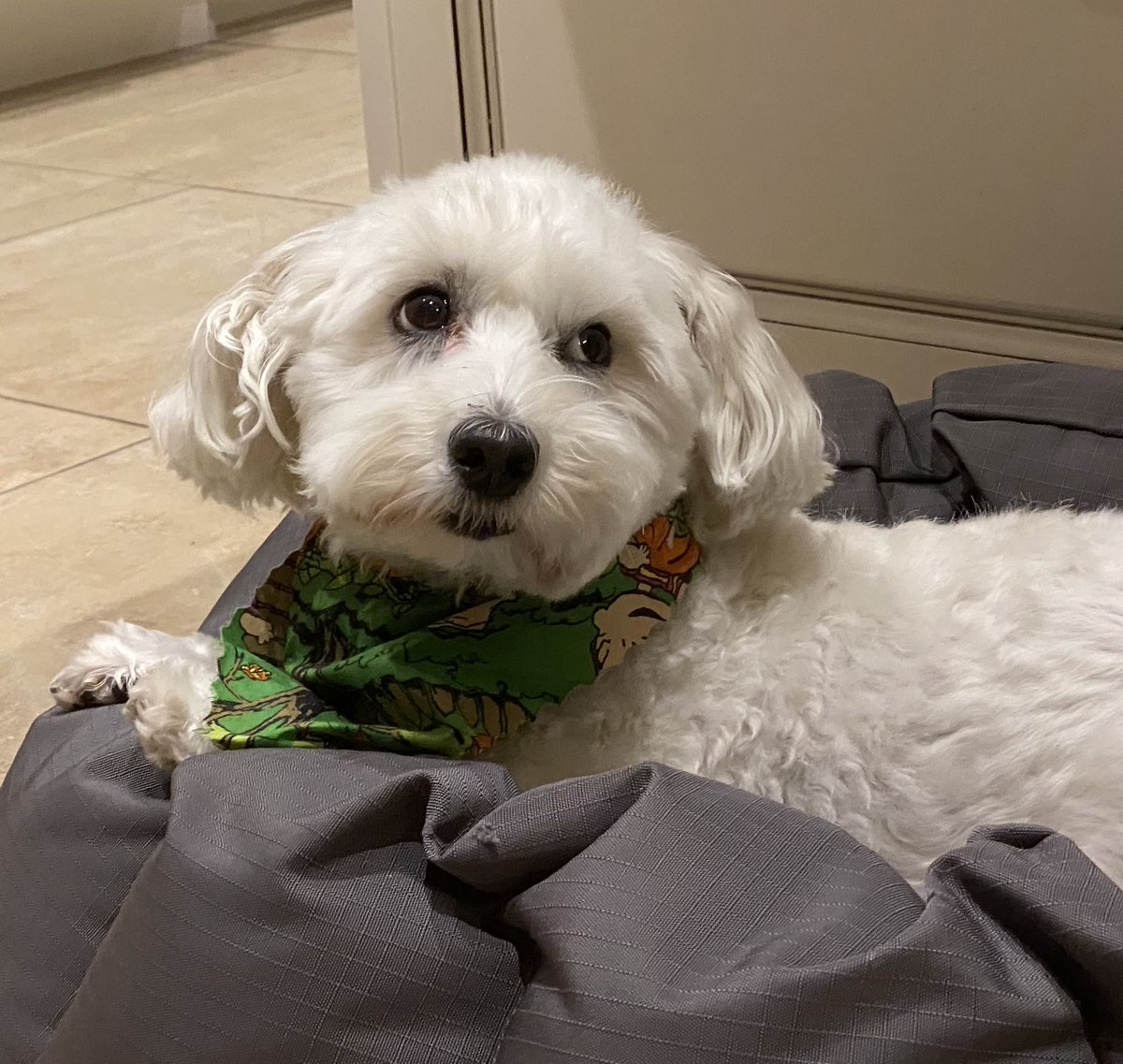 SirBailey2's tweet photo. I’s can’t tell if what Daddy hims saying. Is it’s good or bad 🤔 But hims definitely talking about me’s!!! 🤔🐶🐾  #dogsoftwitter #dogsofx #adogslife #doggo #pets 💚 https://t.co/i2QrClx1iL