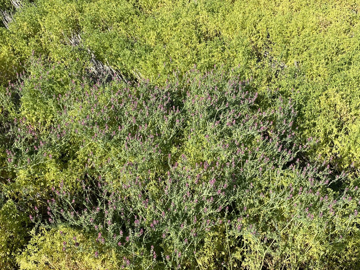 cjayles78's tweet photo. Quick note to self that my paddocks aren’t as clean for weeds as I thought to be leaving an application of Intervix off. Bring on metribuzin tolerant varieties to complement these intervix varieties so we can get away from the concern of soil residuals. #fumitory #tares https://t.co/paapXO8z96