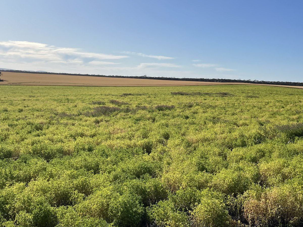 cjayles78's tweet photo. Quick note to self that my paddocks aren’t as clean for weeds as I thought to be leaving an application of Intervix off. Bring on metribuzin tolerant varieties to complement these intervix varieties so we can get away from the concern of soil residuals. #fumitory #tares https://t.co/paapXO8z96