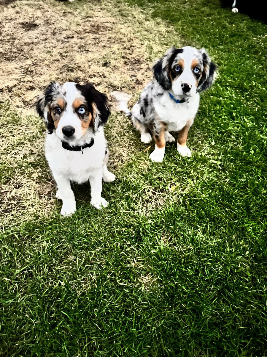CyleJohnson5's tweet photo. @jewlsiepoolsie I ran across this picture searching for Aussaliers. We have two of them and just love them. Yours is adorable!! https://t.co/0C4oGDw52C