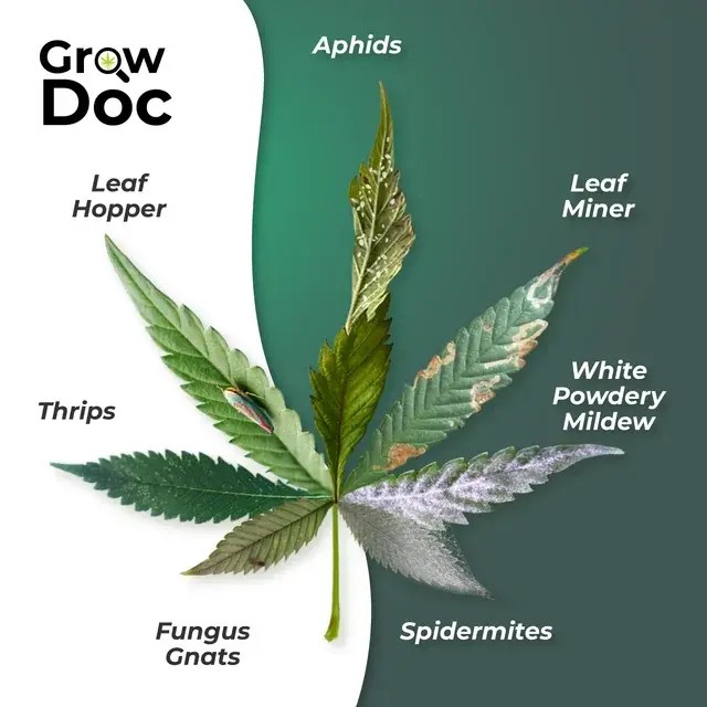 growdocapp's tweet photo. We made this leaf to help growers! You can save it or share it to anyone that might find it useful! https://t.co/aYjnqpWNVZ