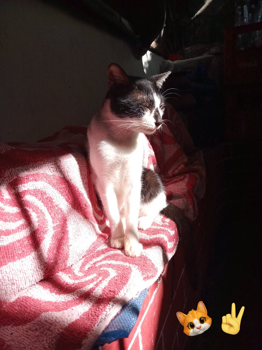 06Hannah's tweet image. Sweet and Sour Pork ribs..

#normalMorning
#helloCat