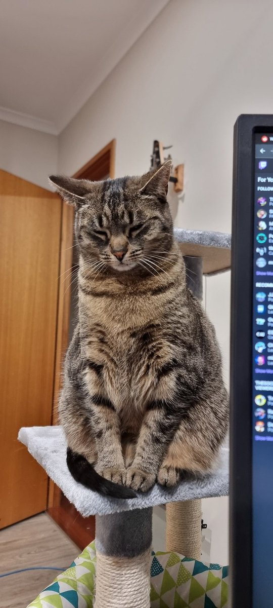 Every time I try work she just sits and stares at me like 😑