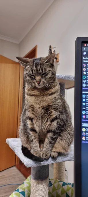 Every time I try work she just sits and stares at me like 😑