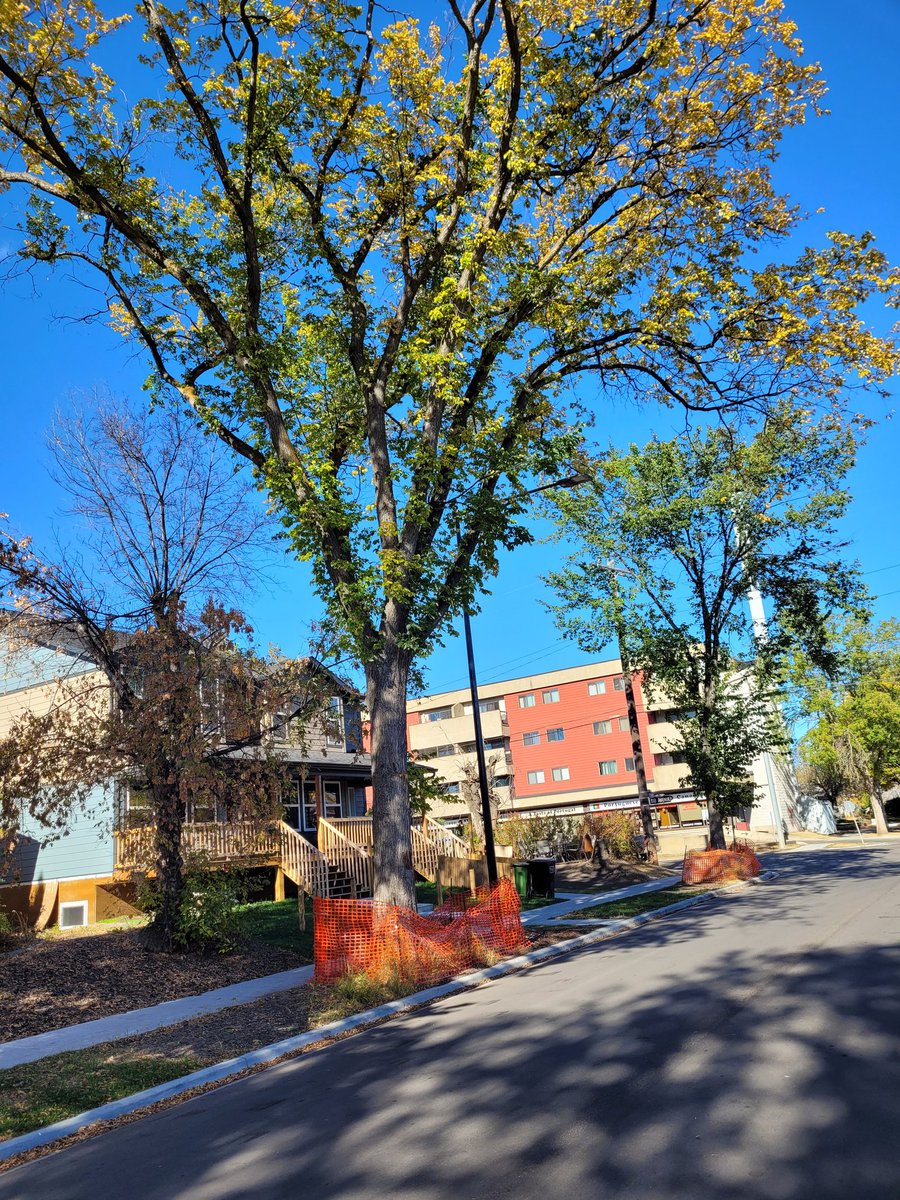 Utility_Safety's tweet image. When building 👷‍♀️ a #infill #project you need to protect the trees. 
Get a free #locate from utilitysafety.ca to protect yourself. 
#Safety #SafetyFirst #knowwhatsbelow 
#knowwhatsabove 
#Alberta 
#Eapuoc