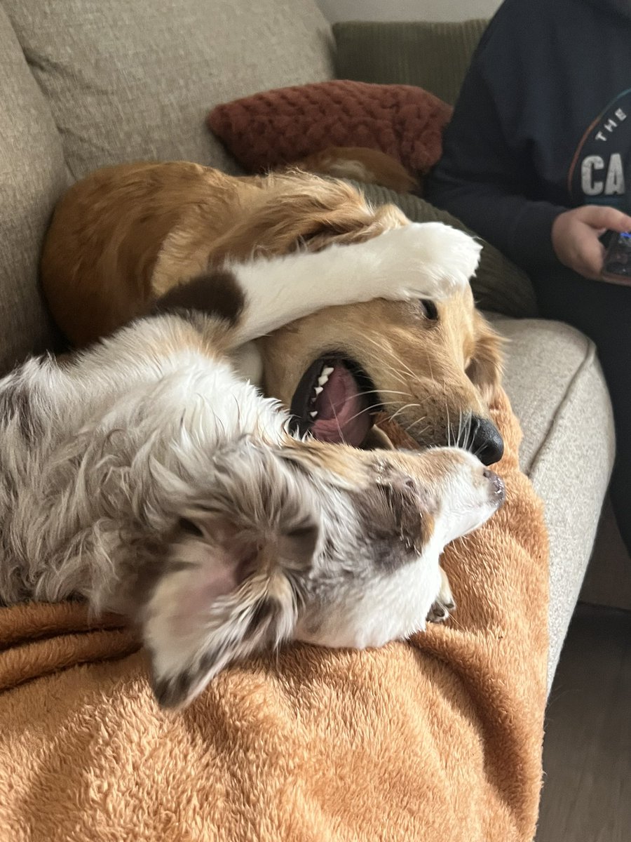 amandaneb's tweet photo. #babies #rescuepups #aussie #golden 🫶🏼🥰🐶 https://t.co/uRGB4DQedY