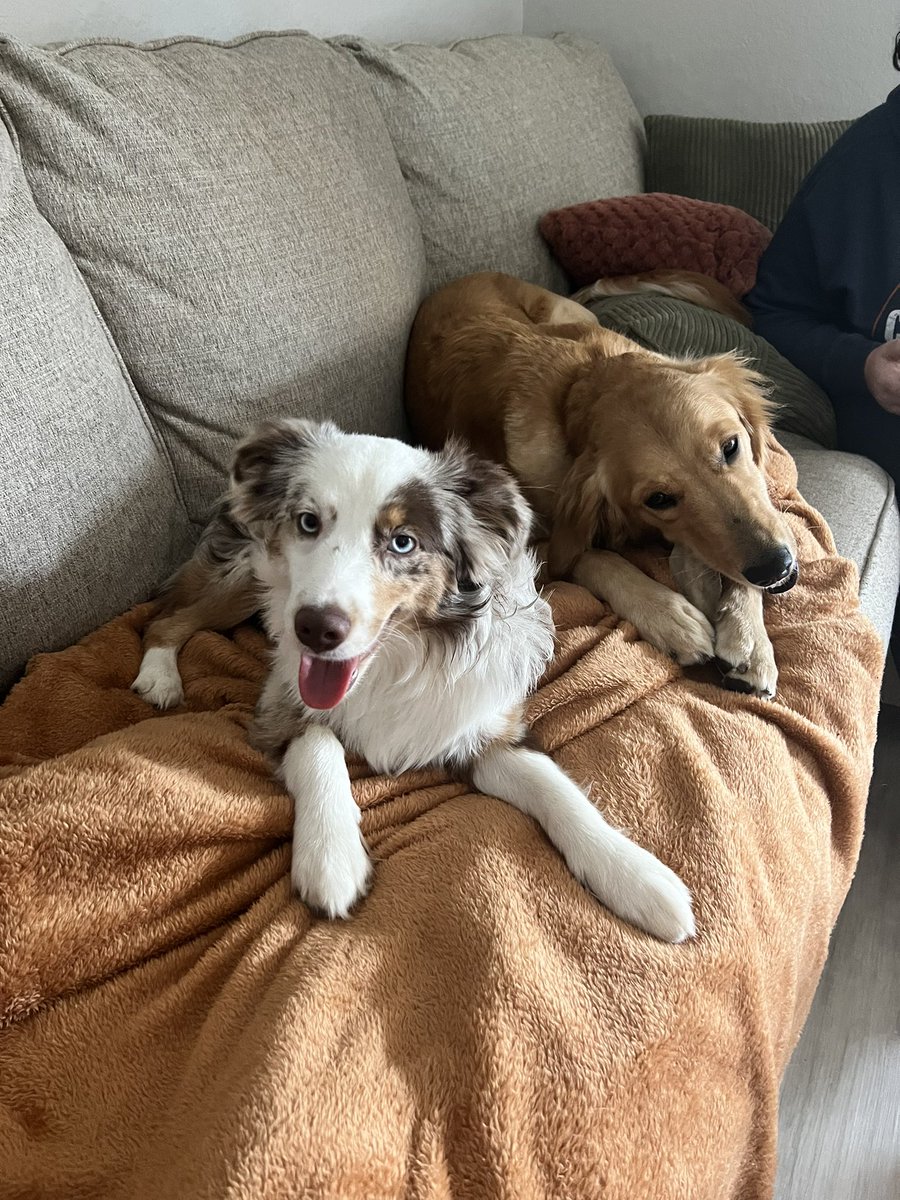 amandaneb's tweet photo. #babies #rescuepups #aussie #golden 🫶🏼🥰🐶 https://t.co/uRGB4DQedY