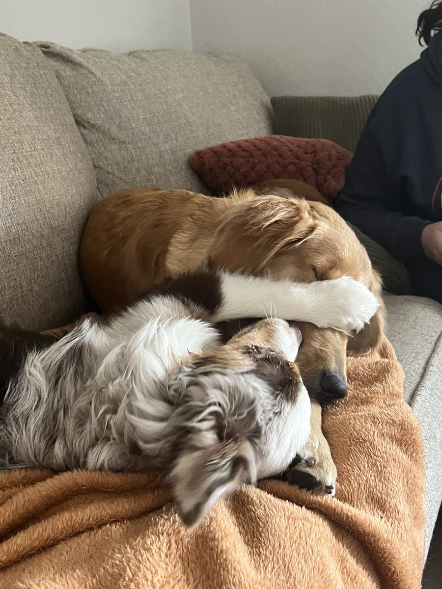 amandaneb's tweet photo. #babies #rescuepups #aussie #golden 🫶🏼🥰🐶 https://t.co/uRGB4DQedY