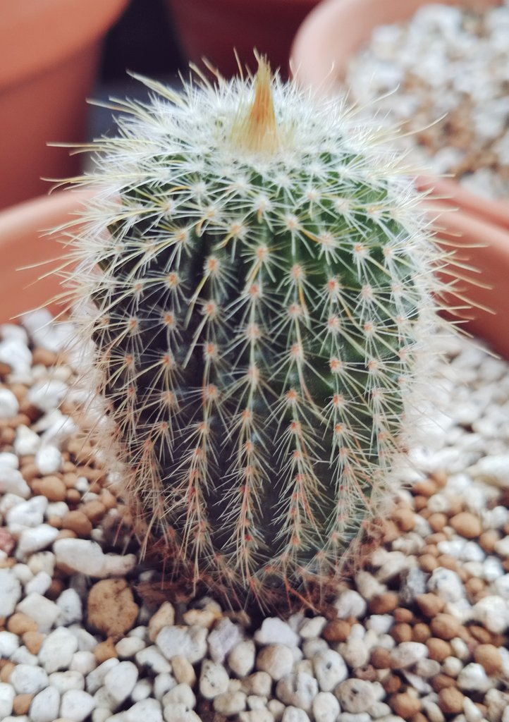 KEITENSAN's tweet photo. キンコウマルの頭の部分の毛がお気に入り🌵 #サボテン https://t.co/l0zx1YklYs