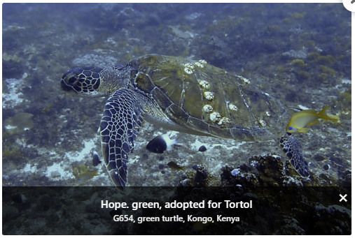 Exciting News from <a href="/DexHunterIO/">DexHunter 🏹</a>

For 2 weeks, 

50% of $TRTL pair trade fees from $TRTL trades 

Will go to 'Oliver Ridley Project' charity oliveridleyproject.org 

Trade on <a href="/DexHunterIO/">DexHunter 🏹</a> and support The Save A Turtle Movement!!  

app.dexhunter.io/trtl 

#dexhunter $TRTL $HUNT