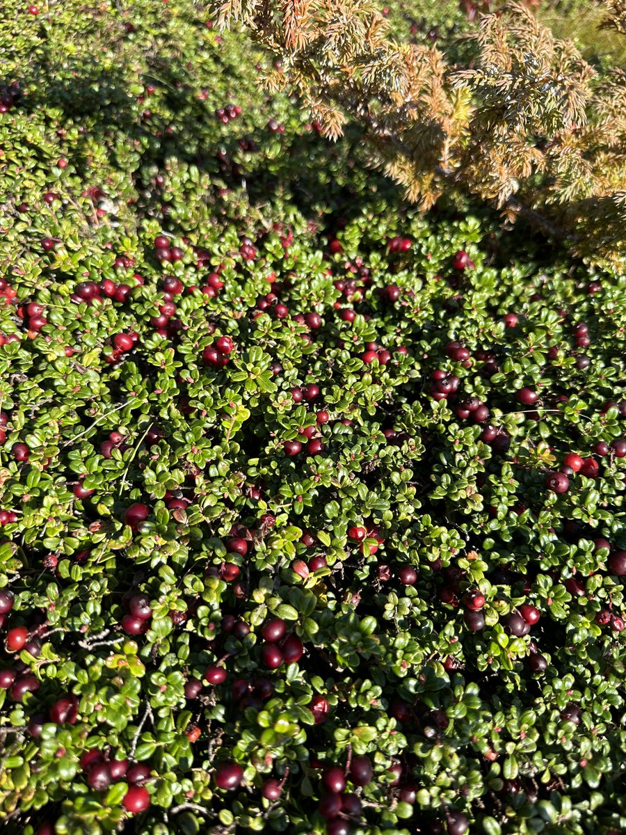 Marlayne Hardy tweet media