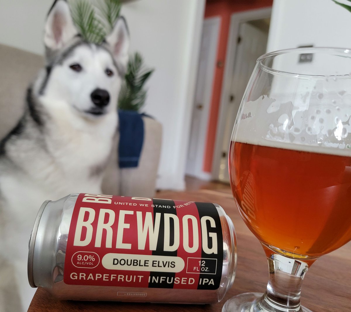 Elvis, me and a dog named Ghost! PlanetBeer.net <a href="/BrewDog/">BrewDog</a>

#craftbeer #beer #BrewDogUSA #brewtography #beerphoto