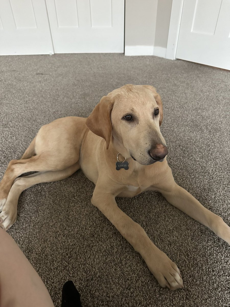 NewGradfornow's tweet photo. Ranger Danger loves his new house 🥰🐶 https://t.co/uSrAFBSgfO
