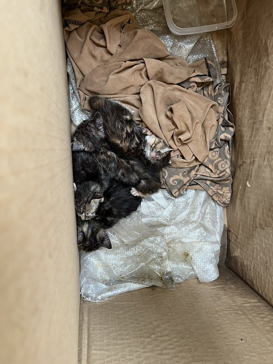 Looking for adopters. 4 ekor anak kucing ini ditinggal induknya. Butuh bantuan orang yang pengalaman ngurus kucing sekecil ini. Lokasi di Jakarta Timur.

If you’re interested or want to help, or you know someone/a shelter that can, please shoot me a message.