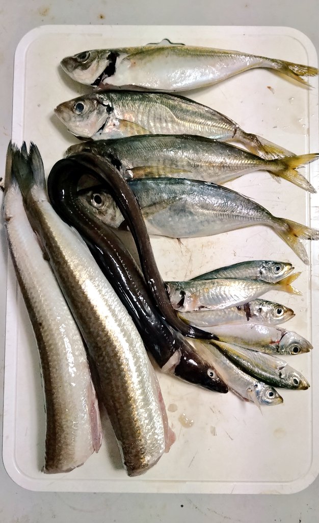 土日のリザルト 