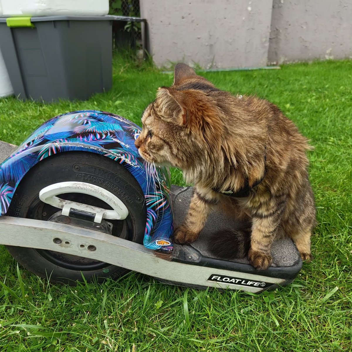 resnepsid's tweet photo. gm fam! Been a minute. Took a detour from NFTs to embark on an adventure with my cat, Oozie The Onewheel Kitty. We're on a mission to make him the next big thing on social media! 😼📸 Miss and appreciate you all.

Follow our journey:
https://t.co/iMkhMg08T0
Catch you on the flip! https://t.co/ocTLxUR2eS