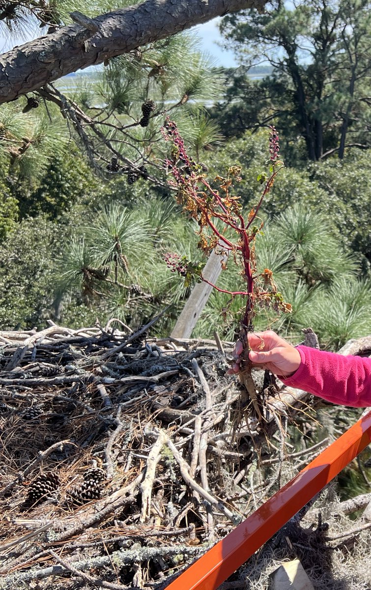 Next time you see the nest, you may notice that something is missing. The plant (pepperweed) is no longer in the middle of a potential nest bole. Plant lovers need not worry because it is going to be planted at ground level at its new home.